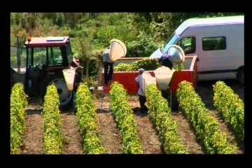 Embedded thumbnail for Sancerre - Henri Bourgeois